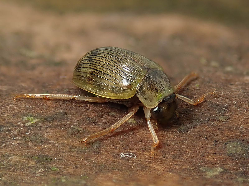 Dytiscidae da id.; No, Hydrophilidae, Berosus spinosus (cfr.)